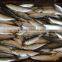 Frozen sardine fish Sardinella longiceps from pacific ocean