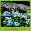 Indoor decoration wholesale silk hydrangea flowers from Yunan