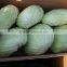 Supply Chinese Fresh Cabbage