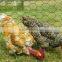 Cheap Chicken Wire /Rabbit wire Mesh /Galvanized Hexagonal Wire Mesh