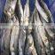 New frozen spanish mackerel W/R