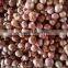 High quality fresh shallot/rose onion