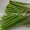 IQF green asparagus whole/pieces