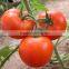 Fresh Vegetables Fresh Tomato