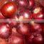 Round Onion From Egypt (RED& YELLOW)