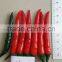 Hybrid F1 Red Hot Chili Seeds For Sale-Bright Sunshine