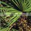 GMP Natural High Quality Saw Palmetto Extract/Saw Palmetto Extract Powder/Fatty acid