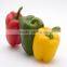 High Yield Anti Virus Sweet Pepper/Capsicum Seed For Sale