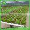 Hot sale greenhouse hydroponics system table