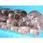 Titanium pipe fittings