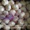 New Crop Fresh Chinese Pure White Garlic (5.0cm, 5.5cm, 6.0cm)Box packing