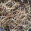 Herbal medicine Houttuynia