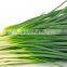 Factory Price Vegetable Root Cutting Machine/celery/lettuce/spinach Root Cutter
