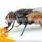 Wholesale price 10% Beta -cypermethrin kill mosquitos flies flee in home hotel office park