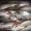 Red tail horse mackerel Decapterus kurroides Whole Round with size 2 - 3 pcs / kg