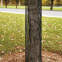 Tree Guard Black Plastic Reinforced Net Garden Plants Protection Barrier Fence Against Rabbits Chew-Proof Net