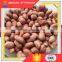 Top Quality Dry Roasted Red Skin Peanuts Salted