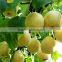 New crop of fresh ya pear for bulk purchase