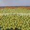 Fresh green skin citrus fruit pomelo grapefuit with good price