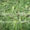 CHINA IQF green bean cut