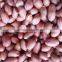 INDIAN JAVA PEANUT KERNEL 60/70 FOR SUPPLY