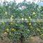 Pomelo, Shaddock tree seedlings