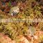 Nomo High quality Terrarium Moss - Reptile substrate 250g NC-01