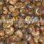 Cashew Grading Machine Size Grader Sorter