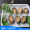 frozen boiled abalone in shells wholesale