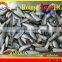 FROZEN ROUND SCAD HGT