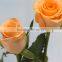 Best Selling Wedding Flower Fresh Cut Yellow Rose Wholesale From YUNNAN