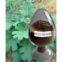 Macleaya Cordata Extract