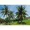 Palm Tree Tower