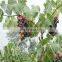 Durable strong knitted plastic net vineyard bird netting for agriculture