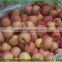 Fresh Red Delicious Apple Fruit Fresh Fuji Apple/Fresh Apples