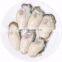 IQF frozen oyster meat