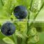 Organic Bilberry Extract Best Price Plant 25% Fruit Anthocyanins Natural Bilberry Extract 25%UV Anthocyanin