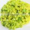 Fresh color most popular the discount Euphorbia formosana Hayata with high quality