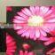new product P6 indoor full color led display board