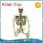 Life Size Cheap Plastic Skeletons Toy With Flash Light