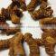 2015 New Crop Galangal Roots