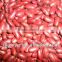 2016 new crop Dark red kidney bean