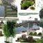 Natural plants type Graden landscape