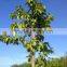 Ficus Altissima