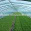 plastic & poly tunnel greenhouse/factory price