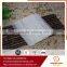 organic food potato vermicelli