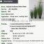 Natural green Papyrus scirpus validus potted onion grass