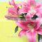 High quality fresh cut Pink Lily Robina flowers Kunming from China supplier