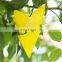 Yellow PP Board Shapes Sticky Gnat Garden Insect Glue Traps