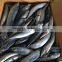 Good Quality Pacific Mackerel on Sale